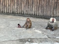 -上海野生动物园
