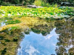 -上海滨江森林公园