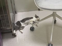 -瑞鹏宠物医院·骨科·猫科·内科(第一中心)