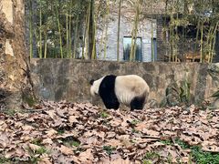 -都江堰中华大熊猫苑
