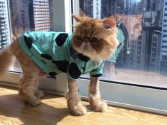 -Heymao猫咖.咖啡厅(东门店)