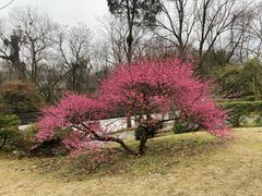 -杭州植物园