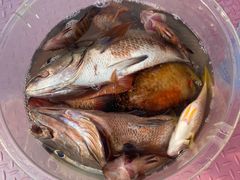 -小猫钓鱼海钓俱乐部(椰梦长廊店)