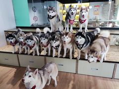 -Husky Go! 哈士奇体验馆·宠物咖啡厅狗咖