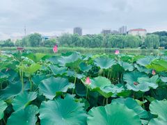 -西海子公园