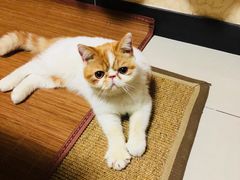 -猫大福·Fortune Cat猫舍(百子湾店)