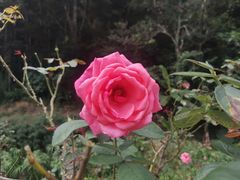 -广州市石门国家森林公园