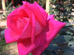 -人民公园(罗湖区)