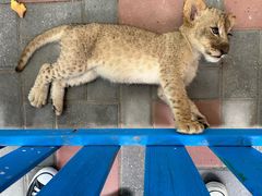 -北京野生动物园