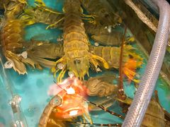 -鲜入围煮花胶鸡海鲜火锅