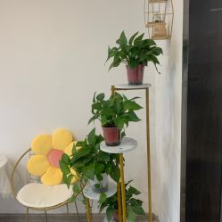 -凡碧诗毛孔收细