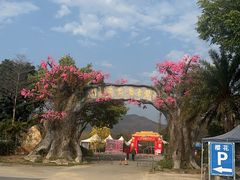 -天适樱花悠乐园