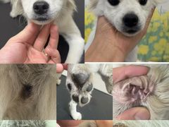 -悠尼宠物·独立低压伊珊娜洗护·美容·寄养(兰谷路店)