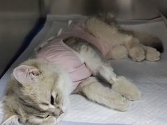 -中农国际动物医院24小时·猫科·骨科·急重症中心
