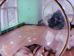 -Husky Go! 哈士奇体验馆·宠物咖啡厅狗咖