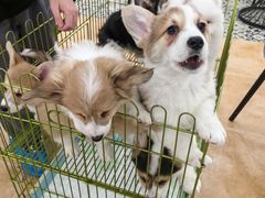 -Let's go狗咖·猫咖·奶狗·桌游(春熙路IFS店)