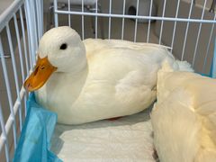 -怪兽屋·羊驼·猫咖·狗咖(俊华广场店)