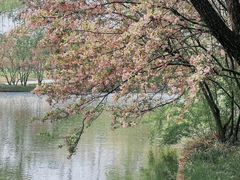 -石家庄市植物园