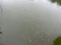 -八大山人梅湖景区