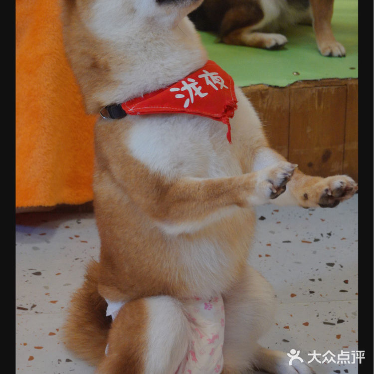 柴喵双全｜才貌双全