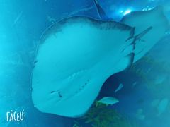 -芜湖新华联大白鲸海洋公园