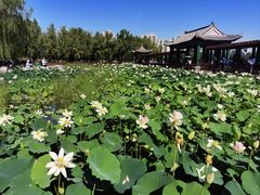 -莲花池公园