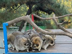 -西霞口神雕山野生动物世界
