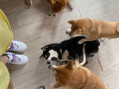 -柴犬高等学院·狗咖·柴犬售卖·宠物训练