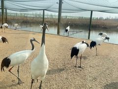 -盐城丹顶鹤湿地生态旅游区