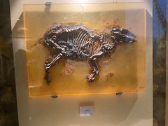 -辽宁古生物博物馆