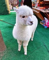 -萌宠亲子动物乐园(槐房万达店)