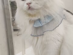 -共舞时光猫咖·狗咖(新街口店)