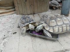 -大连森林动物园