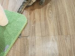 -COLOR PETS 撸猫馆·购猫·猫咖(长风大悦城店)