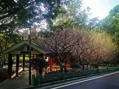 -金鸡山公园