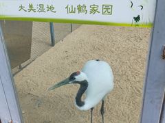-盐城丹顶鹤湿地生态旅游区
