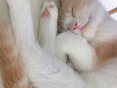 -喵的天空名猫咖啡馆·撸猫·猫舍·用品