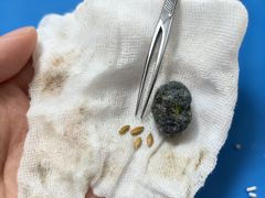 -派美特宠物医院·核磁CT·骨科肿瘤·疑难转诊(沈农禾丰店)
