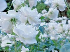 -人民公园(罗湖区)