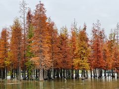 -白鹭湾湿地公园