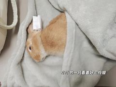 -瑞派申生动物医院·24H夜诊·国际动物医疗中心·骨外科(吴中路店)