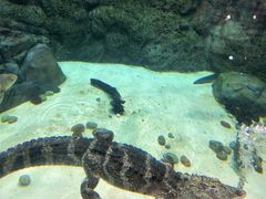 -上海海洋水族馆