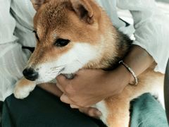-柴犬高等学院·狗咖·柴犬售卖·宠物训练