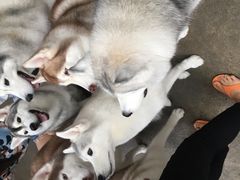 -TrueLove @ Neverland (Husky Cafe)