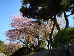 -名古屋城