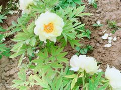-洛阳市隋唐城遗址植物园