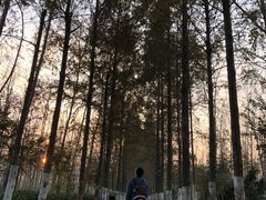 -合肥滨湖国家森林公园