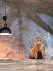 -Zoolung Zoolung动物主题公园(海信广场店)