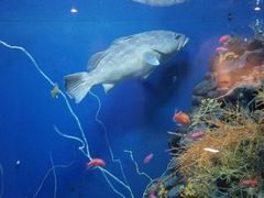 -鹿儿岛水族馆