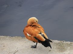 -石家庄市动物园